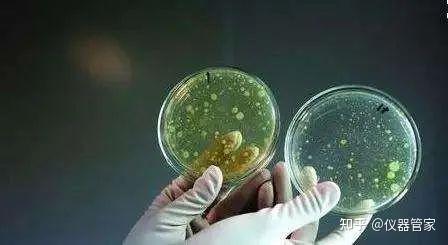 实验室日记|食品中的常见致病菌有些？