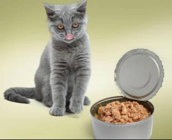 别再乱给猫咪吃东西了，这十二种食物猫咪吃了会中毒的！！！