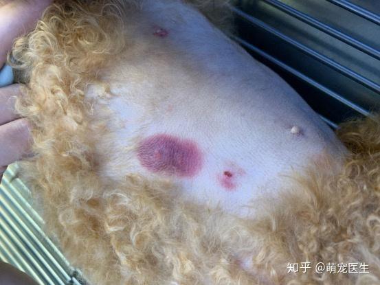 犬急性食物中毒及如何在家中应急操作？-第2张图片-生活小常识科普知识 - 专业百科问答知识网站